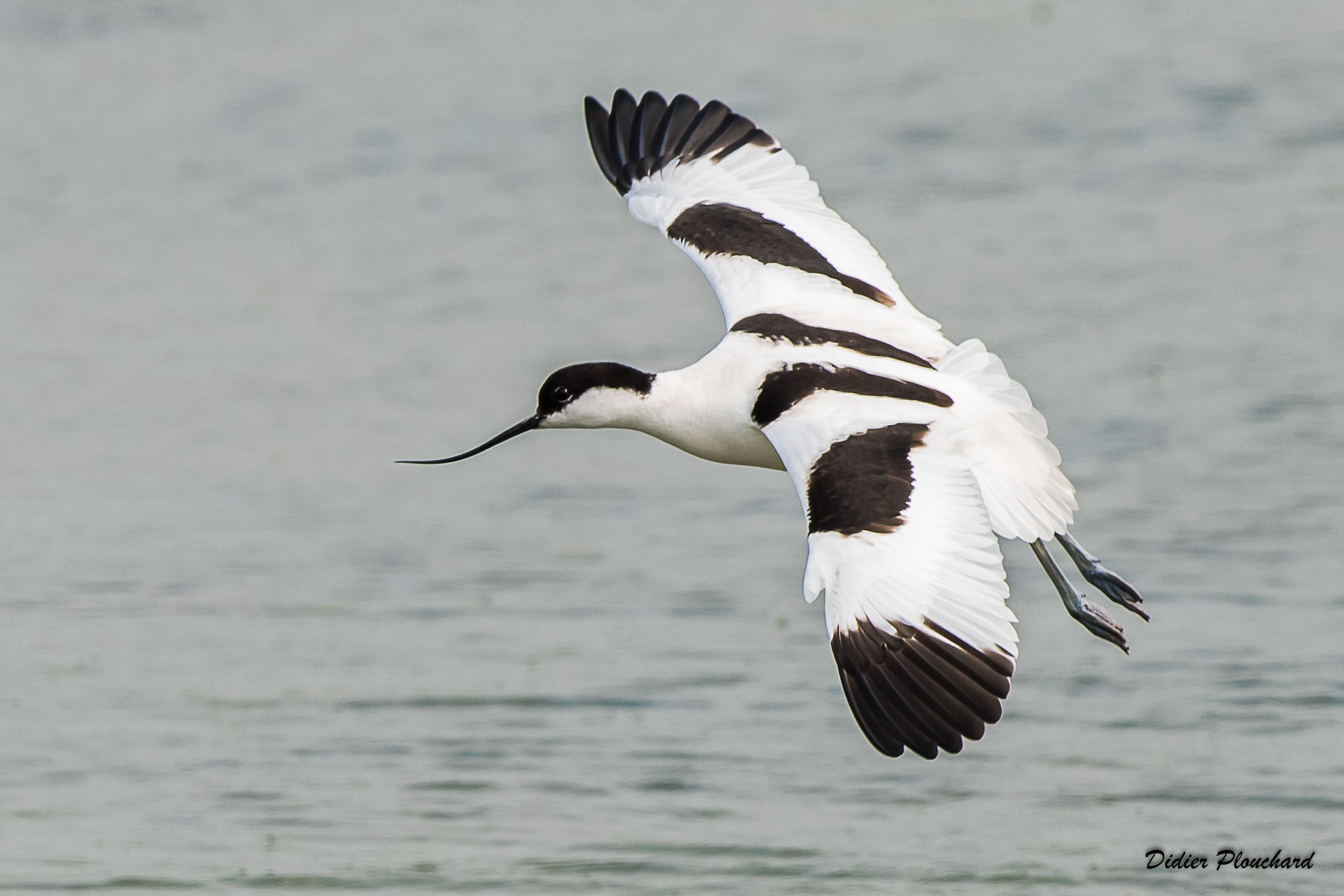 Avocette élégante